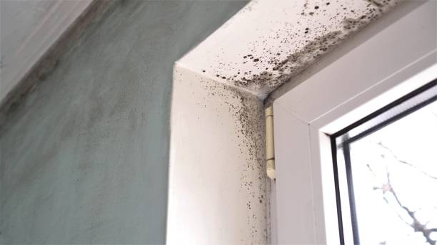 Best Mold Removal for HVAC Installations  in USA